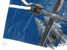 Delfin Video von Hatl